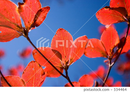 被染成紅色 被染成紅色 334464