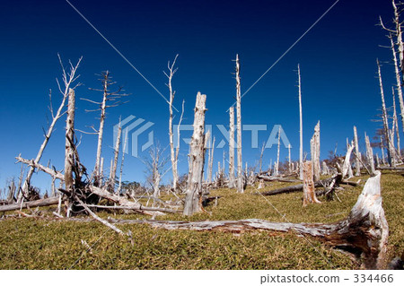 Masaki Masaki 334466