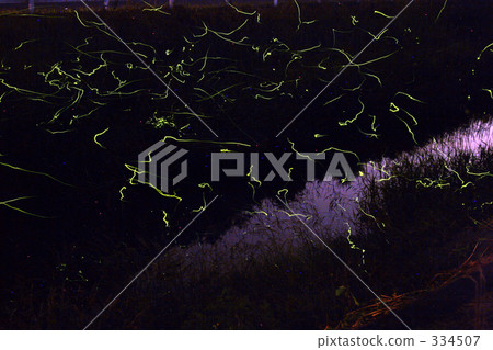 螢火蟲 夜晚的涼爽 仲夏 334507