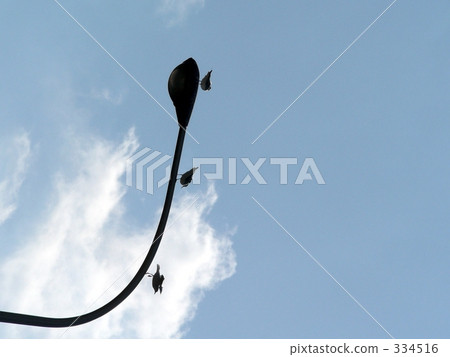 Seagull to sky Seagull to sky 334516