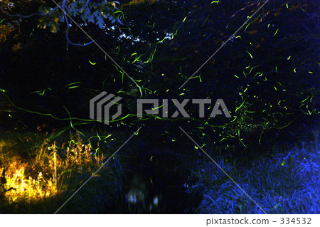 land of fireflies, firefly, evening cool 334532