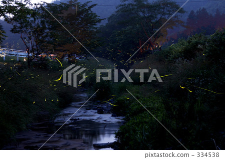 land of fireflies, firefly, evening cool 334538