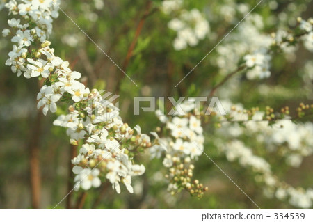 day, daytime, branch 334539