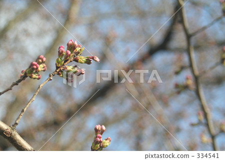 bud, country, countryside 334541