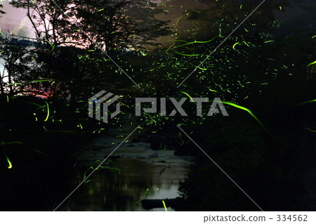 land of fireflies, firefly, evening cool 334562