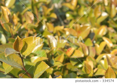 natural scenery, fence, landscape 334574