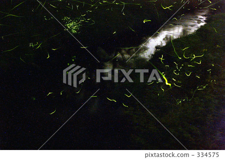 land of fireflies, firefly, evening cool 334575
