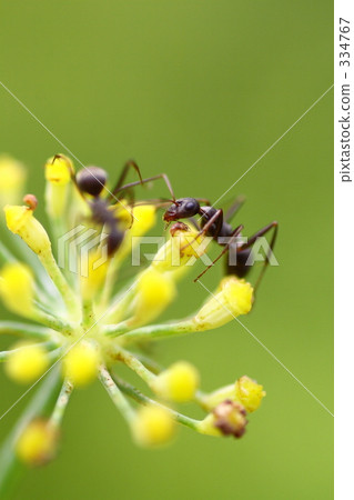 螞蟻 一隻螞蟻 昆蟲 334767