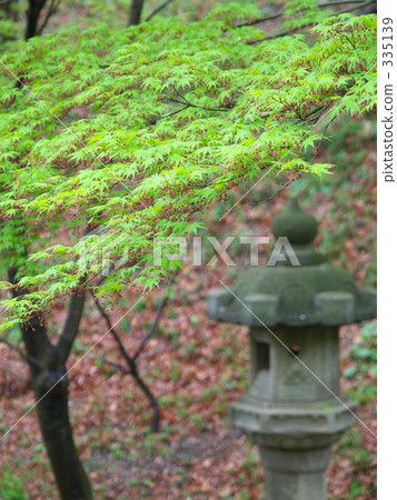 樹木 樹 樹棲 335139