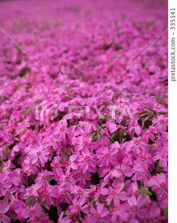 green color, verdure, saitama 335141