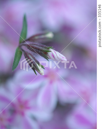 green color, verdure, saitama 335146