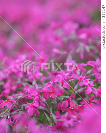 green color, verdure, saitama 335147