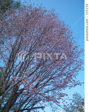 blue, pink, wild cherry tree 335159