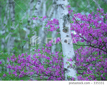 Rhododendrons azalea 335331
