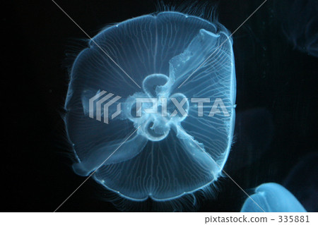 in the sea, aquatic, drift 335881