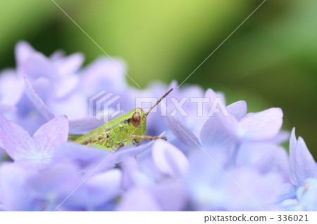 在蚱蜢的雨棚 336021