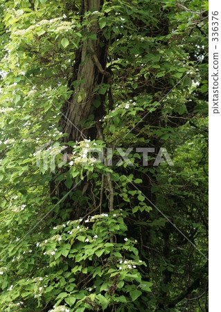 Hydrangea flowing around big trees Hydrangea flowing around big trees 336376