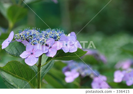  Gaku hydrangea 336415