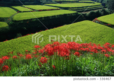 石蒜花 稻田 梯田 336467