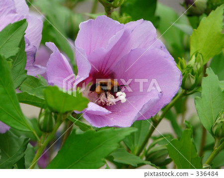 pollen, june, bee 336484