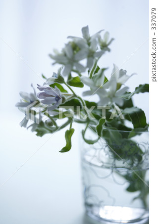 white star Ⅱ white star Ⅱ 337079