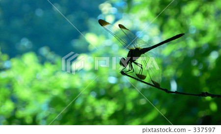 The silhouette of a dragonfly in the shade of a tree and its transparent wings The silhouette of a dragonfly in the shade of a tree and its transparent wings 337597
