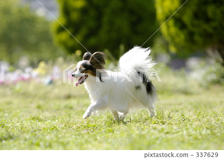 Dog Papillon Dog Papillon 337629