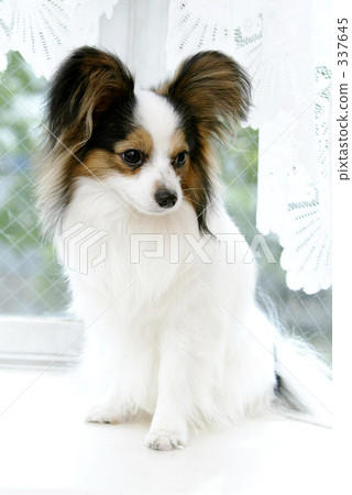 Dog 337645
