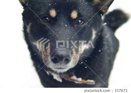 第一個雪花 337672