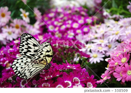 蝴蝶 338509