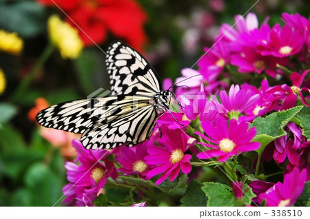 蝴蝶 338510