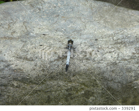 echizen, july, dragonfly 339291