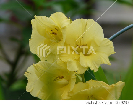 echizen, july, early summer 339298