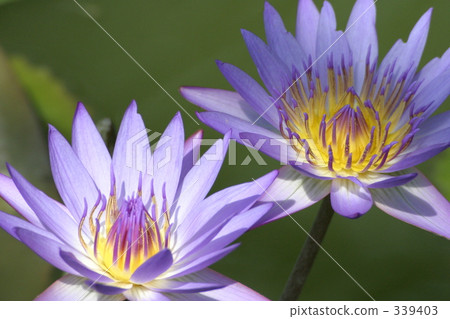 Invited by a water lily. Invited by a water lily. 339403