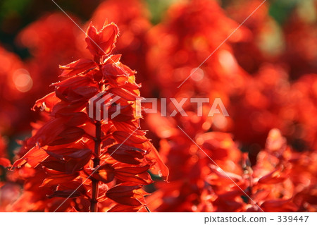 丹參花 丹參花 339447