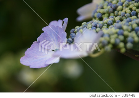 Hydrangea 1 Hydrangea 1 339449