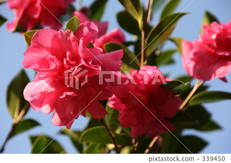 Flowers of Satake flowers 339450