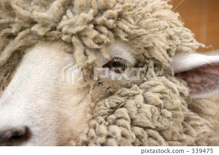 Up of sheep 339475