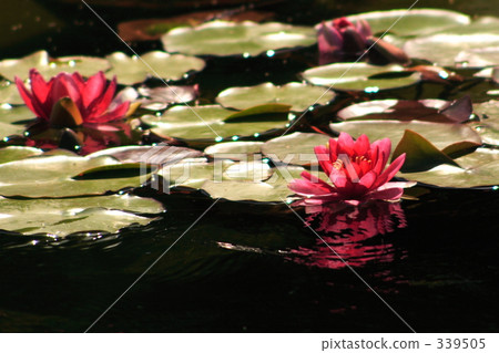 睡蓮 睡蓮 339505