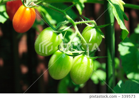 Summer tomatoes 339573