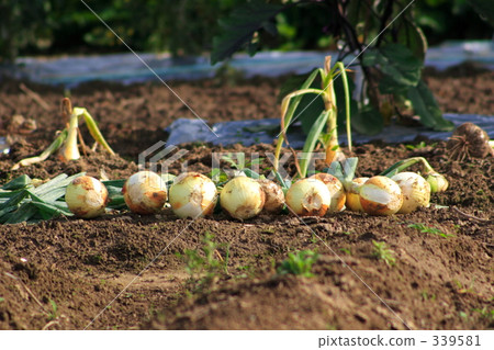 Onion Onion 339581
