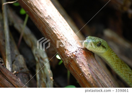 A snake 339861
