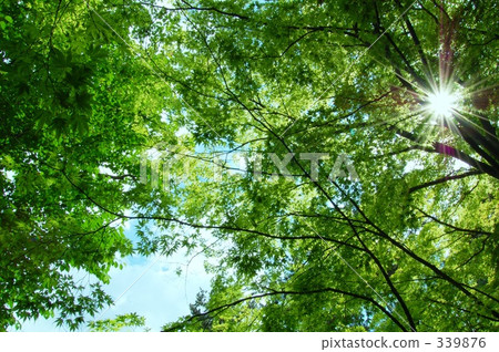 Sunbeams 339876