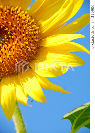 Sunflower 2 339906