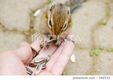 Squirrel to eat food Squirrel to eat food 340532