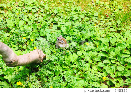 Squirrel of flower garden Squirrel of flower garden 340533