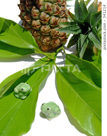 Pine and frog 341214