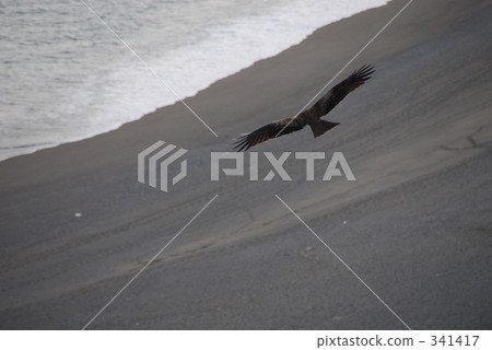 一隻鳥 一隻鳥 341417