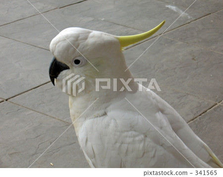 Kivatan 4 Kivatan 4 341565