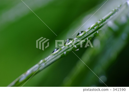 草上的露珠 草津町 索勒 341590